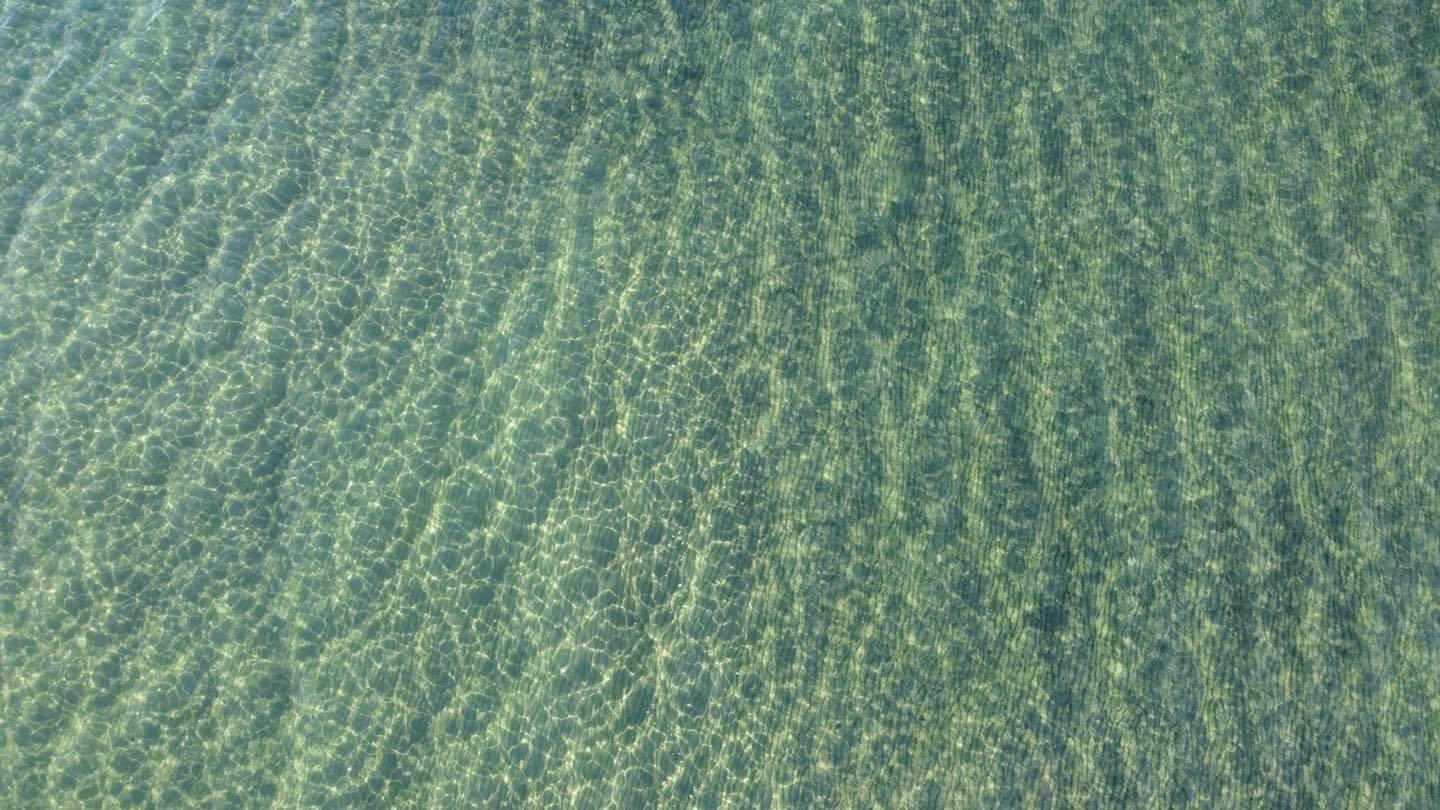 Il mare di Ostia è in salute
